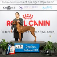 BEST_OF_BREED_955_LR_DOGSHOW_EINDHOVEN_2019_KYNOWEB_KY3_7111_20190202_13_25_29 (002)
